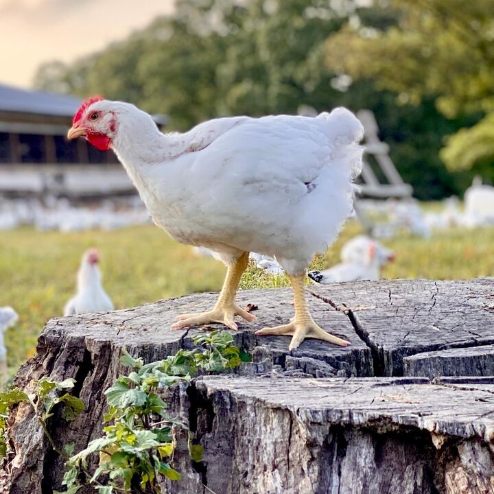 a chicken standing outside looking around