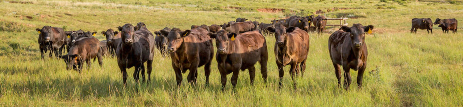 cattle grazing in field