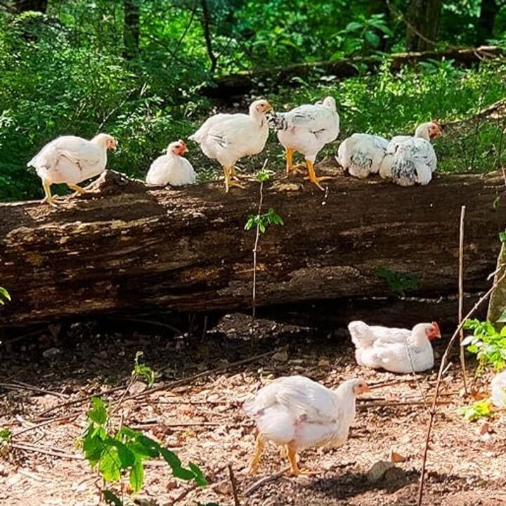 chickens walking around outside