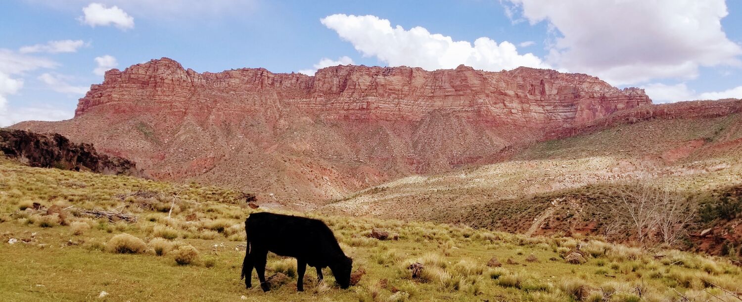 cow grazing in pasture