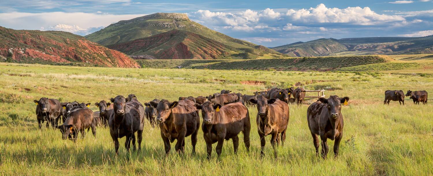 pastured grass fed cattle in a field