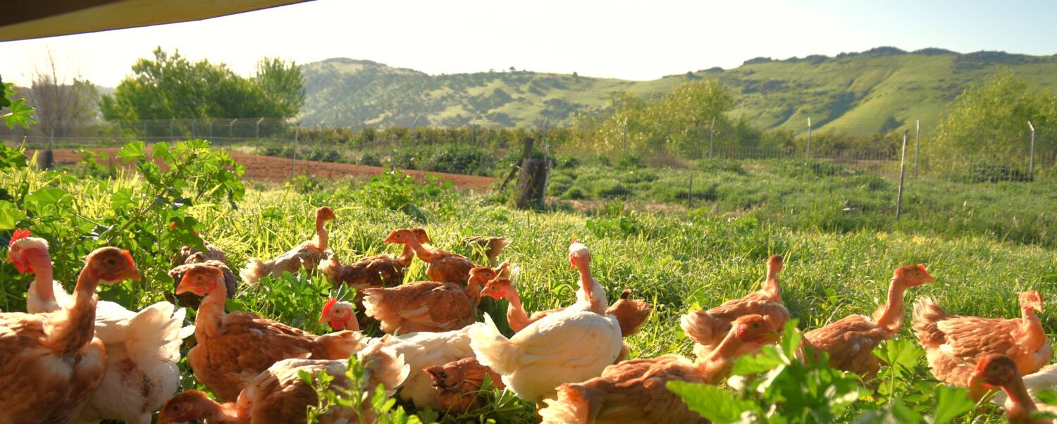 regenerative agriculture chickens walking in pasture near a shelter