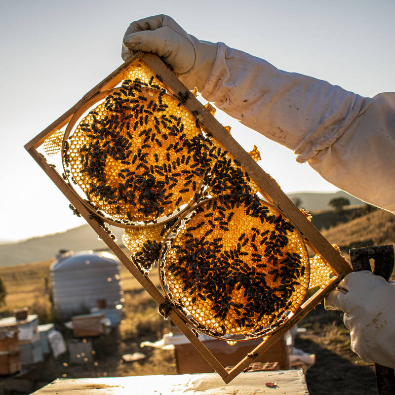 bees and wax in wooden frame on honey farm