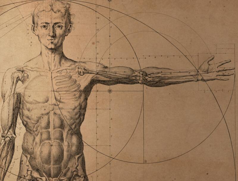 graphical drawing of human anatomy
